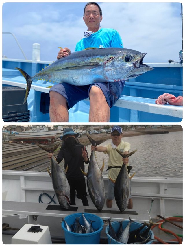 キハダマグロ(キハダ)