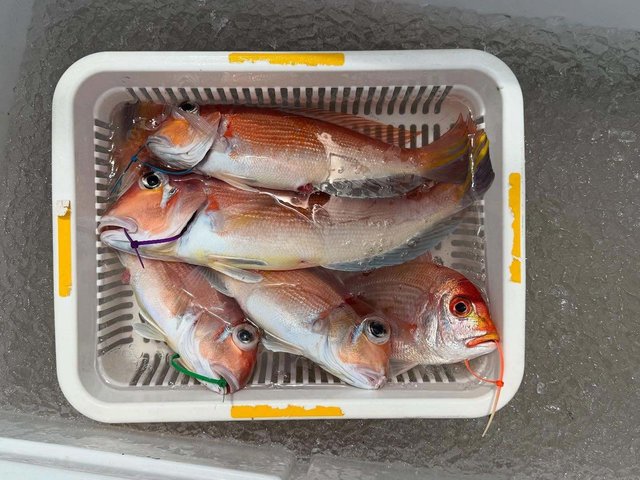 アマダイ(アカアマダイ)