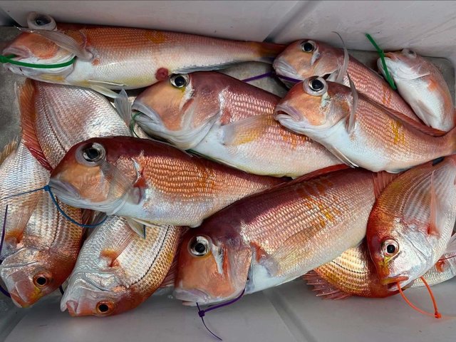 アマダイ(アカアマダイ)