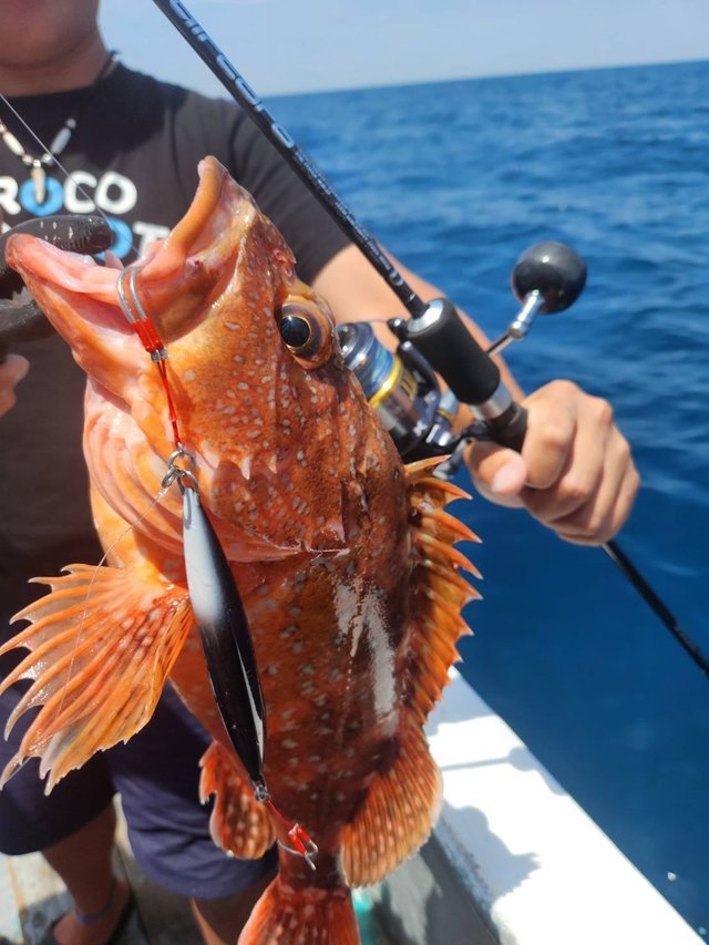 ウッカリカサゴ