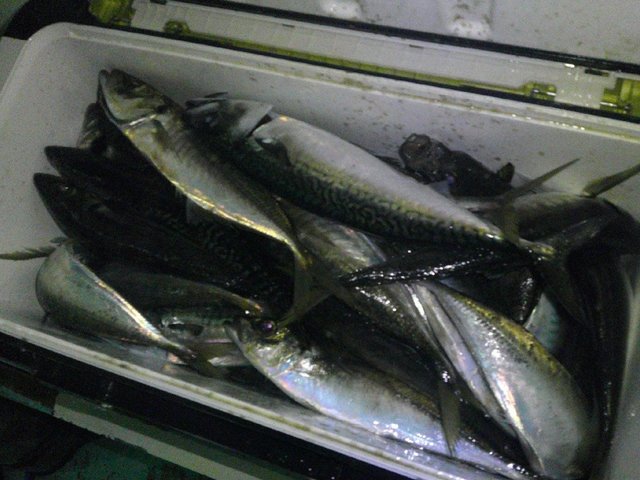 アジ(マアジ)・サバ(マサバ)