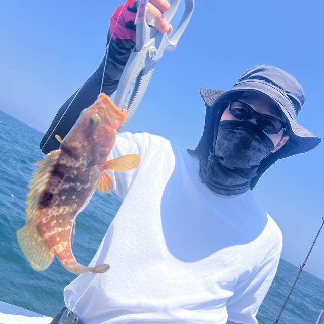 アコウ(キジハタ)