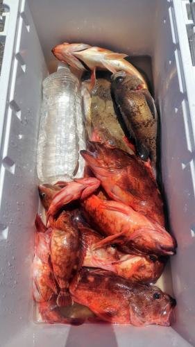 クロメバル(メバル)・オキカサゴ(ユメカサゴ)