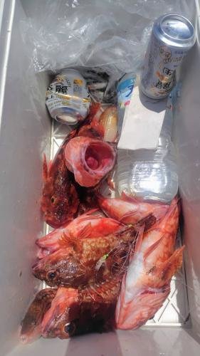 オキカサゴ(ユメカサゴ)