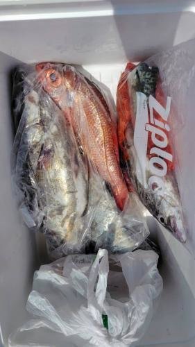 アラ・アカムツ