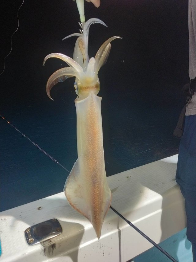 イカ(ヤリイカ)