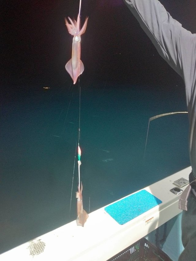 イカ(ヤリイカ)