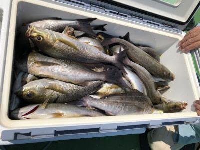 イサギ(イサキ)