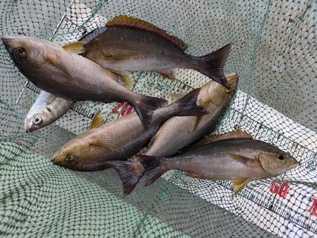 イサギ(イサキ)