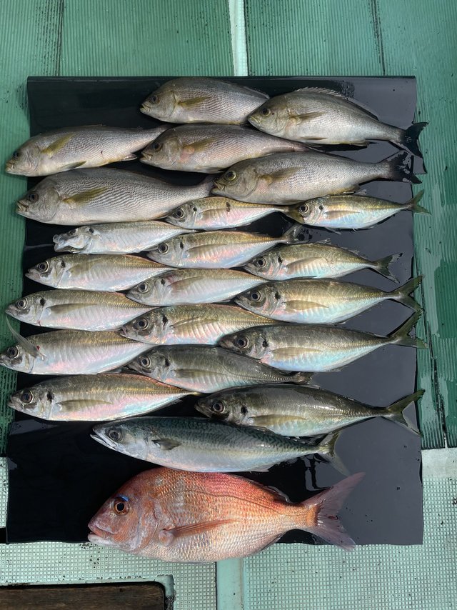 マダイ・マアジ・イサキ・マサバ