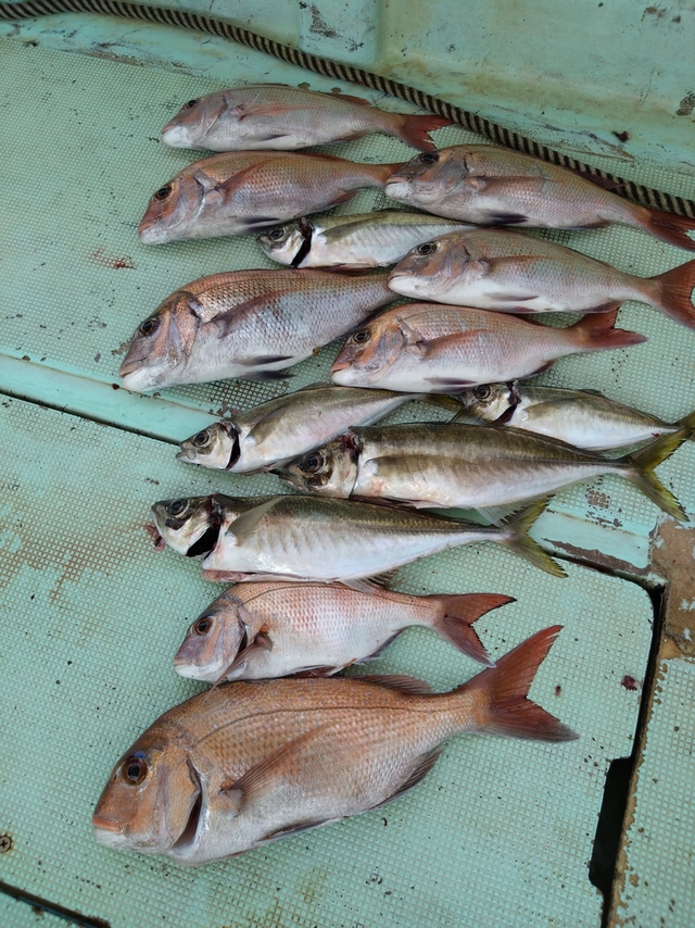 タイ(マダイ)・アジ(マアジ)