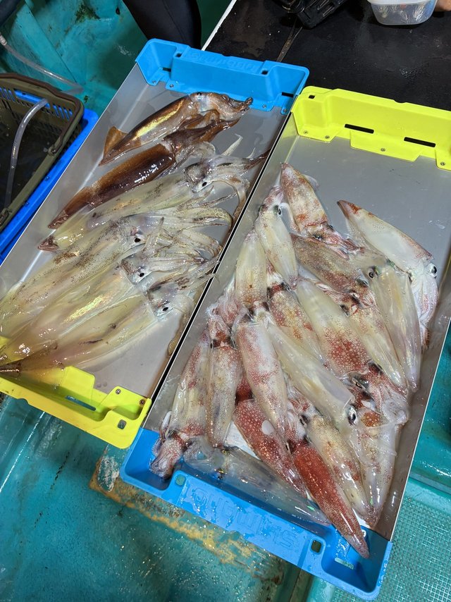 アカイカ(ケンサキイカ)