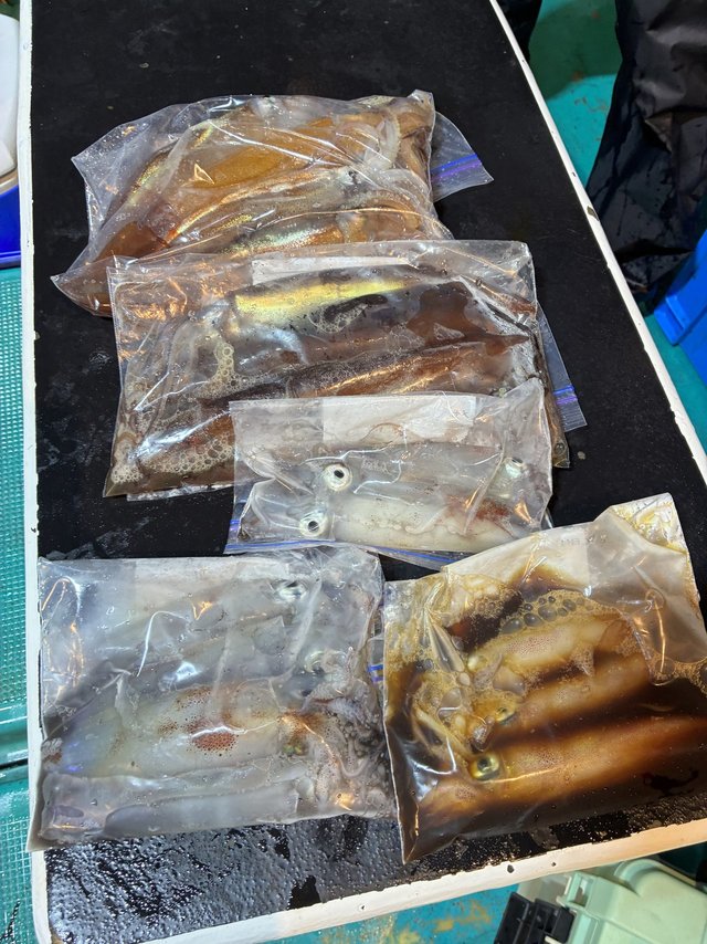 アカイカ(ケンサキイカ)