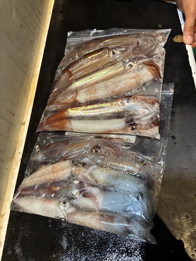 アカイカ(ケンサキイカ)