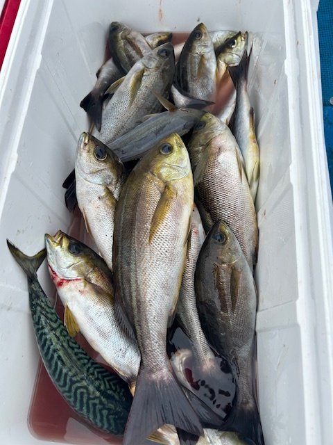 イサキ・サバ(ゴマサバ)