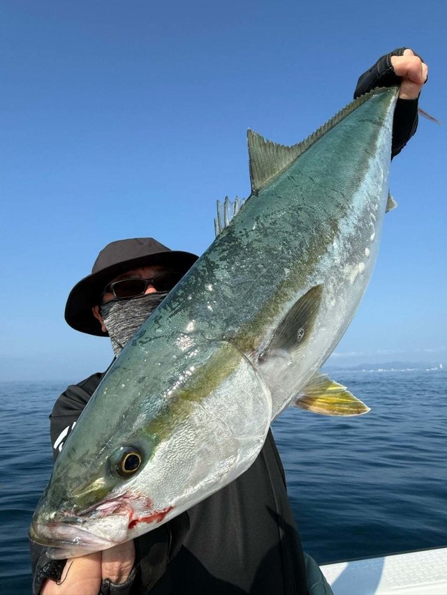 サンパク(ブリ)