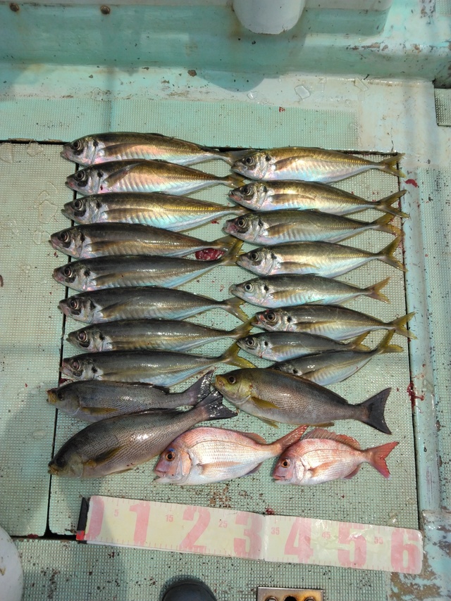 マダイ・マアジ・イサギ(イサキ)