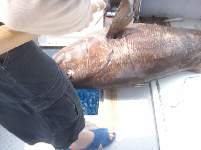 イシナギ(オオクチイシナギ)