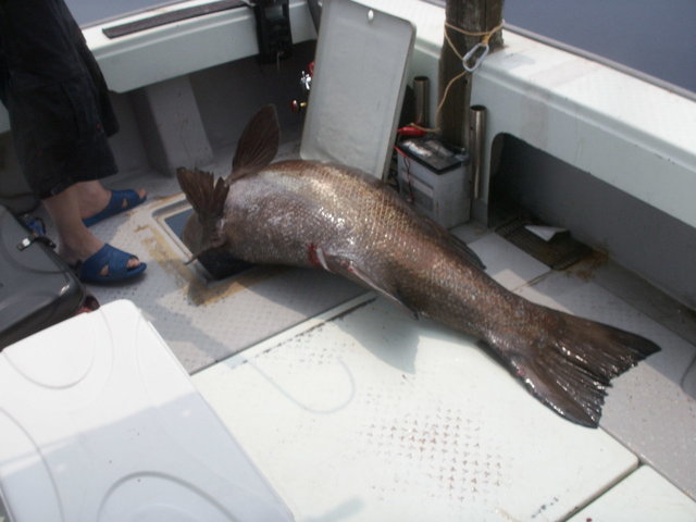 イシナギ(オオクチイシナギ)