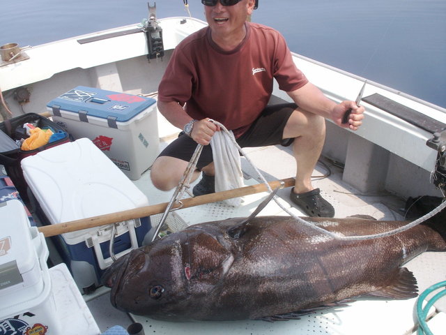 イシナギ(オオクチイシナギ)