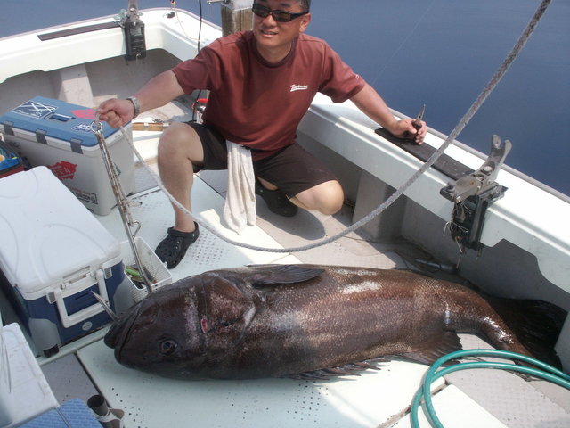 イシナギ(オオクチイシナギ)