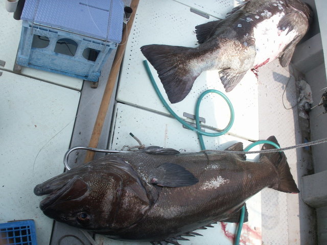 イシナギ(オオクチイシナギ)