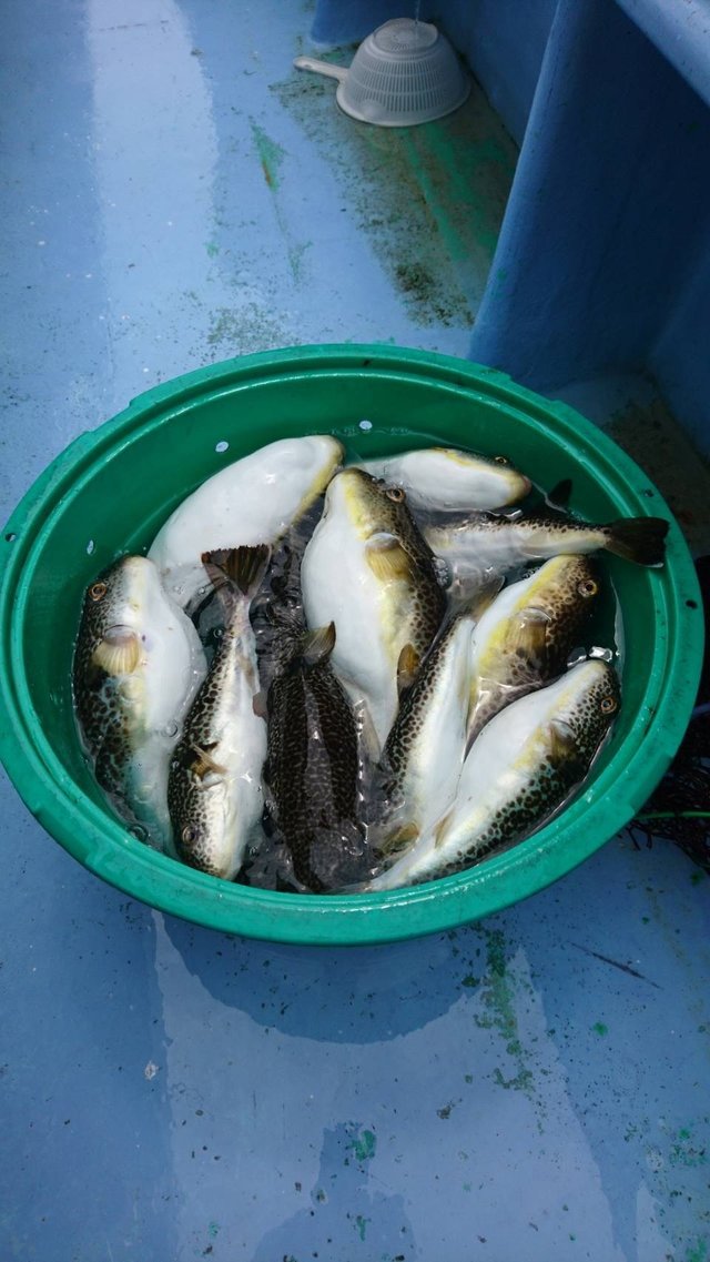 ショウサイフグ