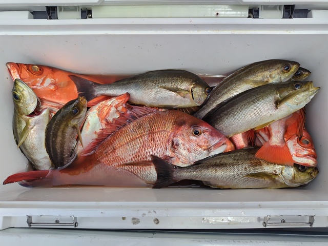 マダイ・チカメキントキ