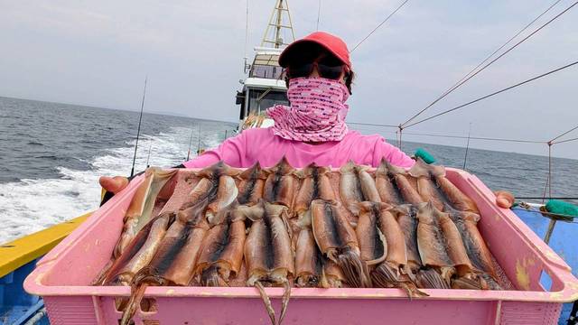 スルメ(スルメイカ)