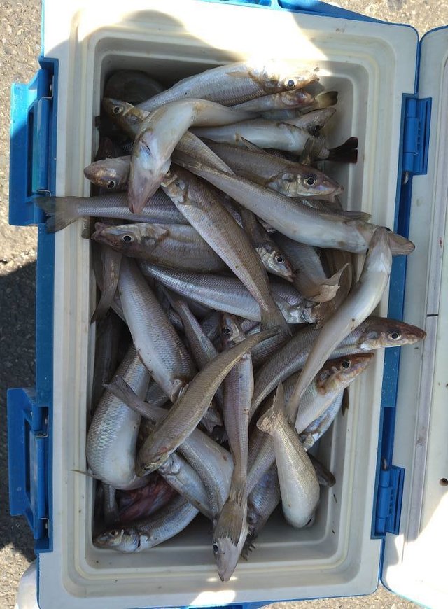 キス(シロギス)