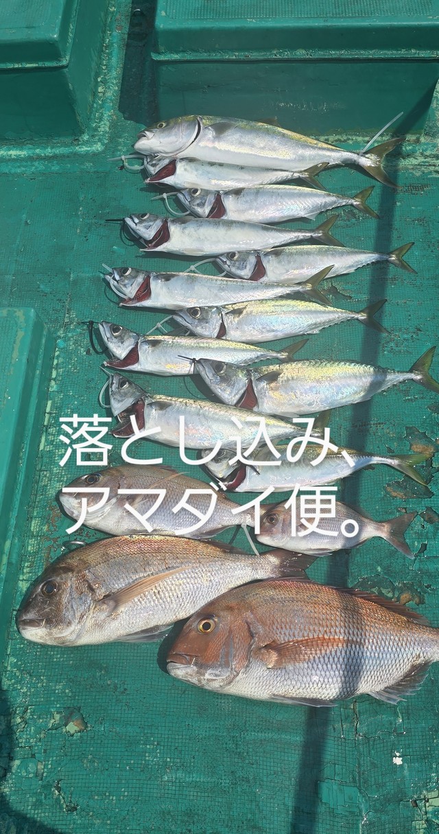 マダイ・ハマチ(ブリ)・サバ(マサバ)