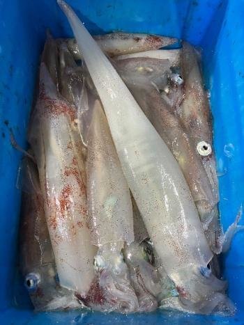 マイカ(ケンサキイカ)