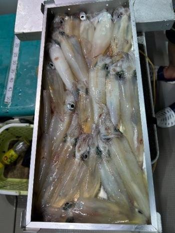 マイカ(ケンサキイカ)