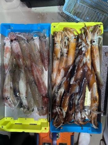 スルメイカ・マイカ(ケンサキイカ)