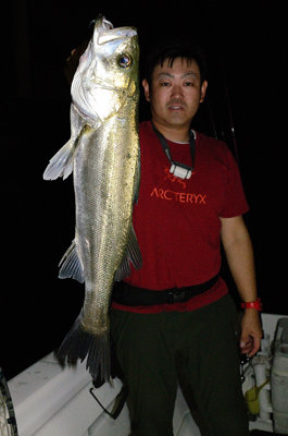 シーバス(スズキ)