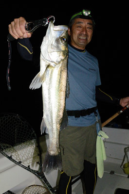 シーバス(スズキ)