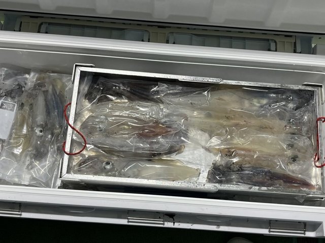 イカ(ケンサキイカ)