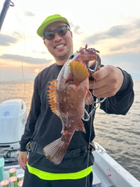 アコウ(キジハタ)