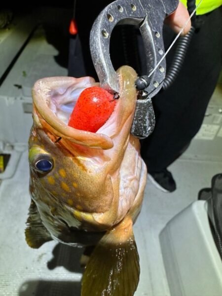 アコウ(キジハタ)