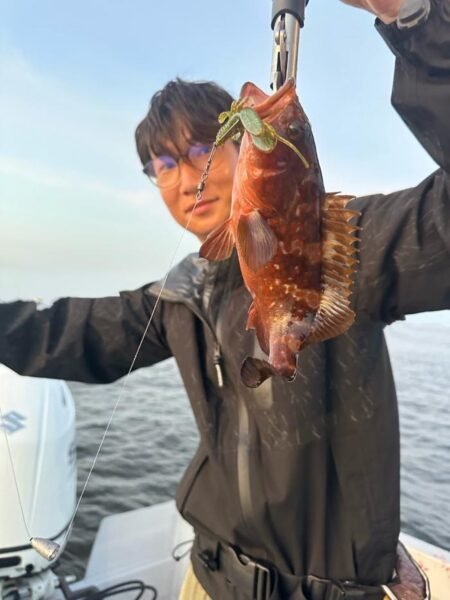 アコウ(キジハタ)