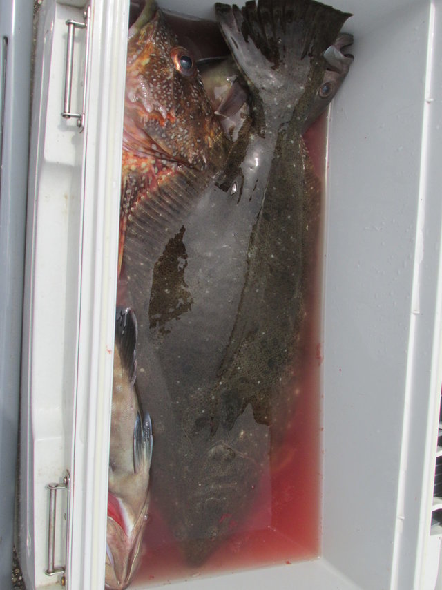 カサゴ・ヒラメ