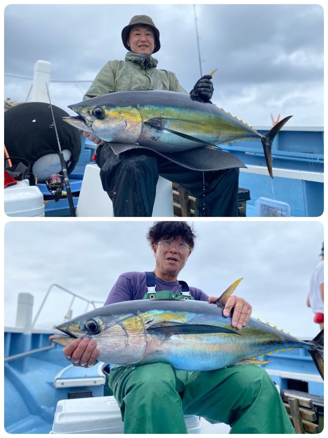 キハダマグロ(キハダ)