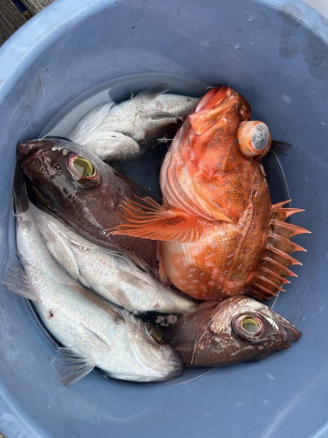 アカムツ・ガシラ(カサゴ)・ドンコ(チゴダラ)・シロムツ(オオメハタ)・ハタ(マハタ)