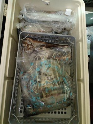 イカ(ケンサキイカ)