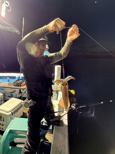 マイカ(ケンサキイカ)