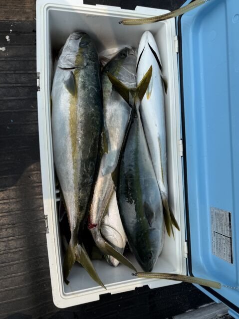 ブリ・ワラサ(ブリ)・ヒラマサ