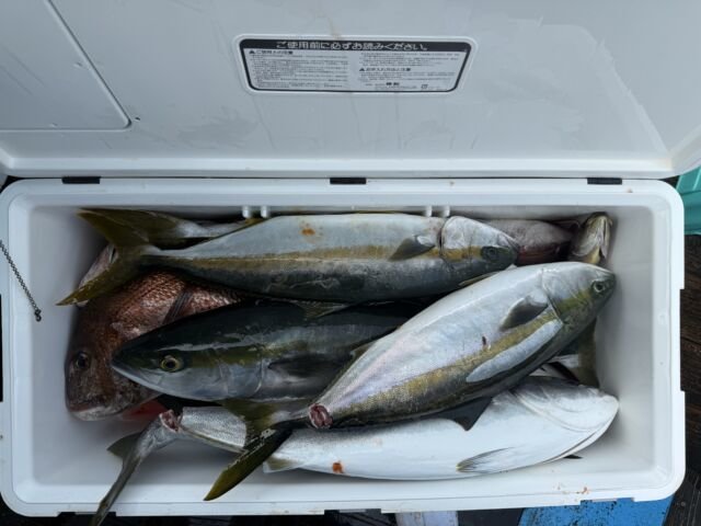 ブリ・ワラサ(ブリ)・ヒラマサ