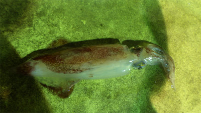 アカイカ(ケンサキイカ)