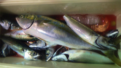 アジ(マアジ)・ワラサ(ブリ)