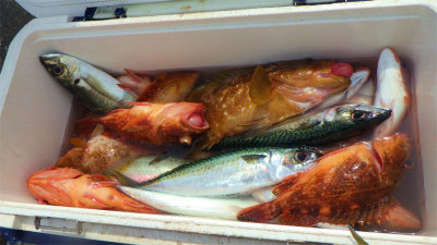 キジハタ・アジ(マアジ)・ウッカリカサゴ・サバ(ゴマサバ)